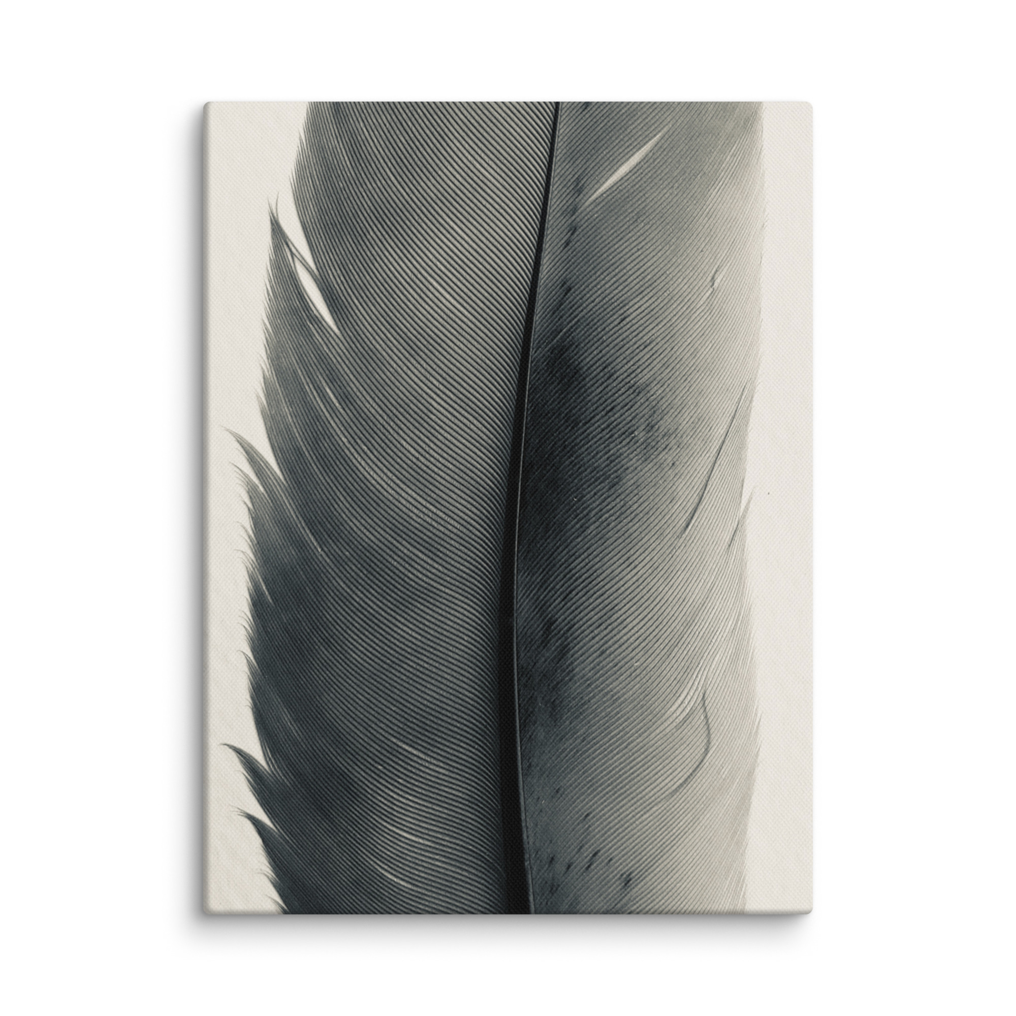 Obsidian Plume Obsidian Plume gallery wrapped canvas art