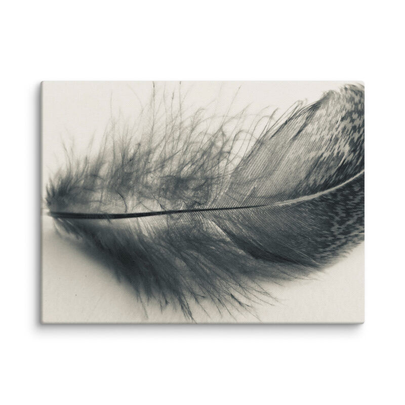 Shadowed Plume Shadowed Plume gallery wrapped canvas art