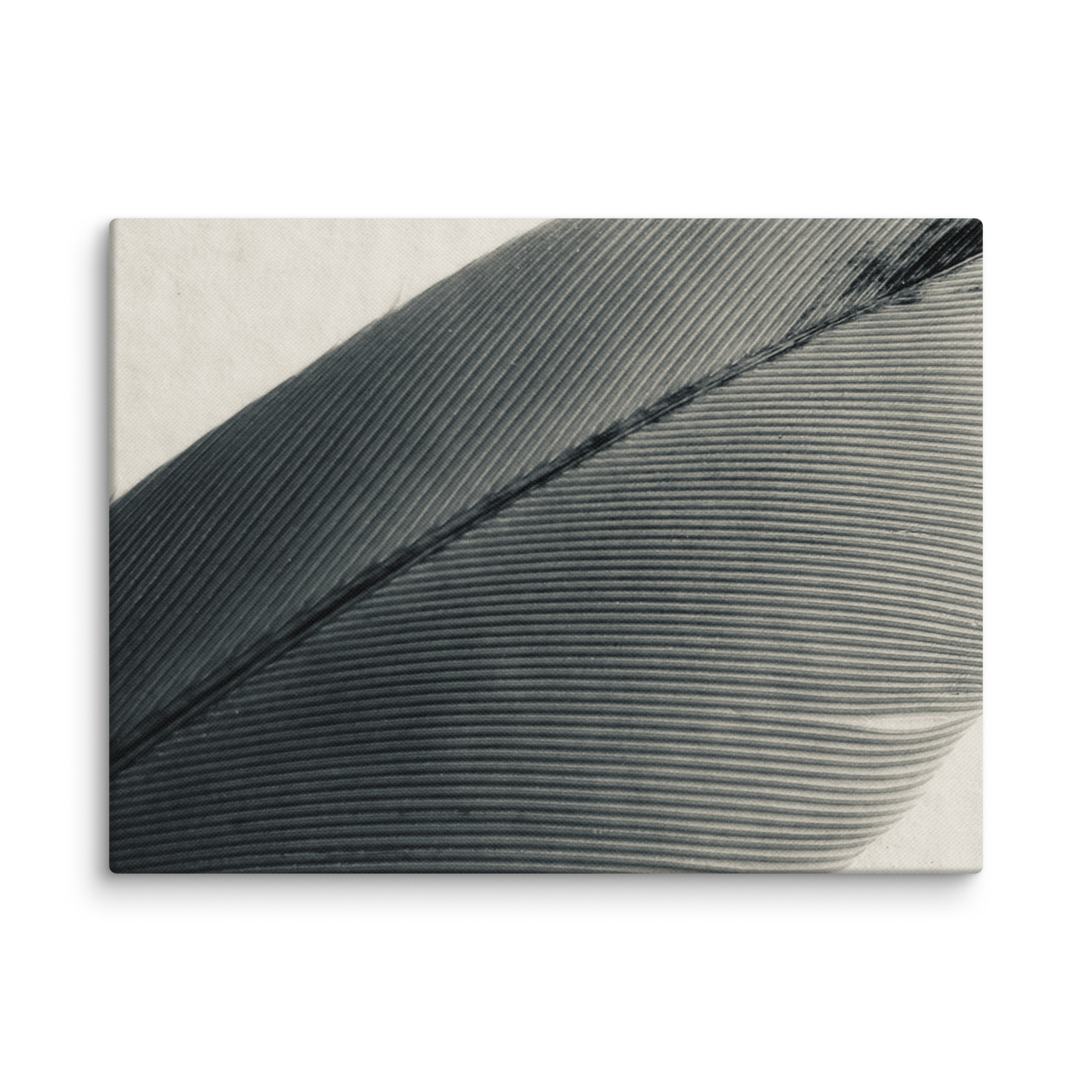 Vellum Feather gallery wrapped canvas art