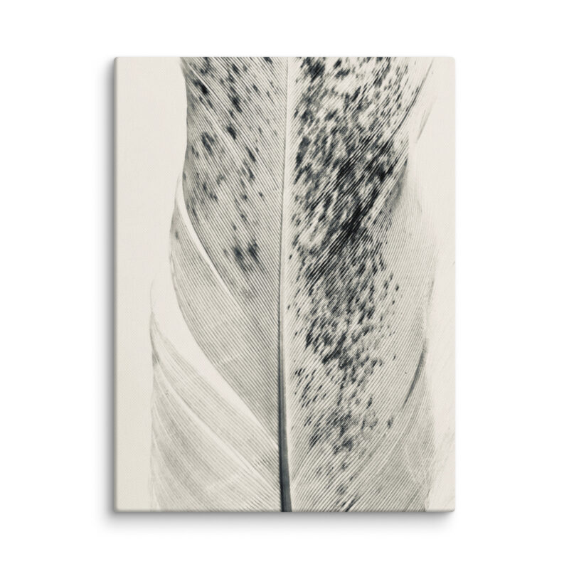 Striped Plume gallery wrapped canvas art