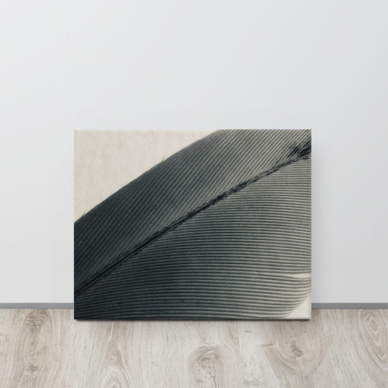 Vellum Feather Vellum Feather gallery wrapped canvas art (front view)