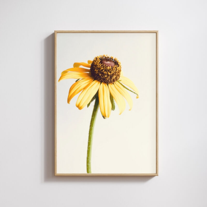 Brown-Eyed Susan Brown-Eyed Susan fine art photography