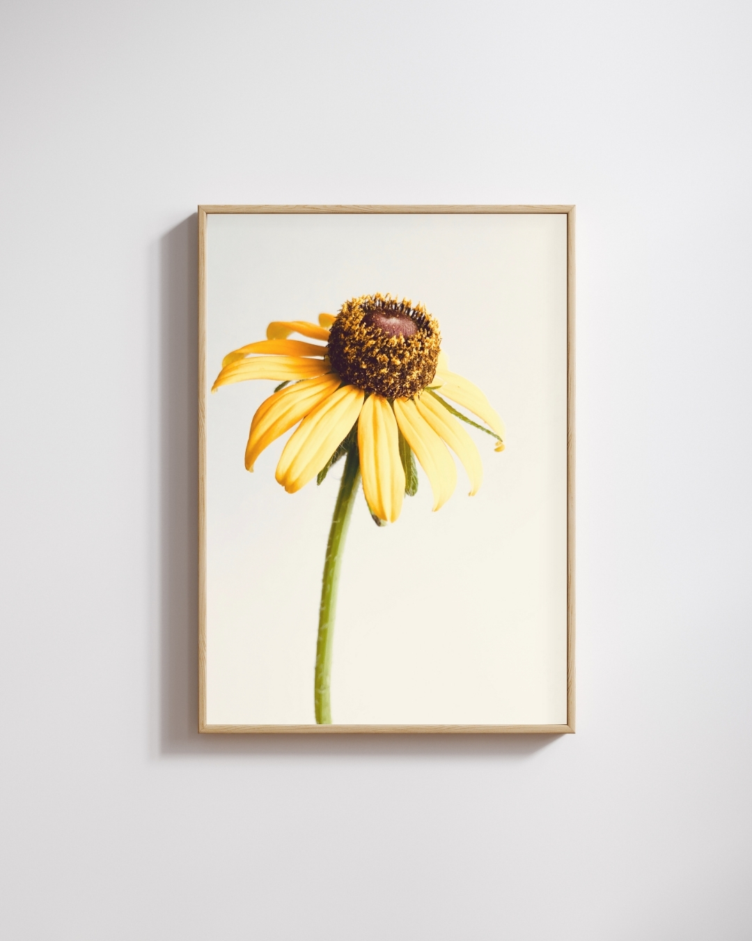 Brown-Eyed Susan fine art photography