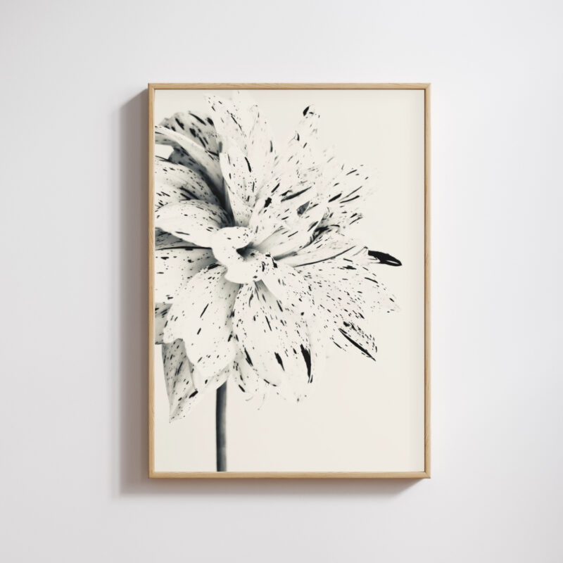 Silver Dahlia Silver Dahlia fine art photography