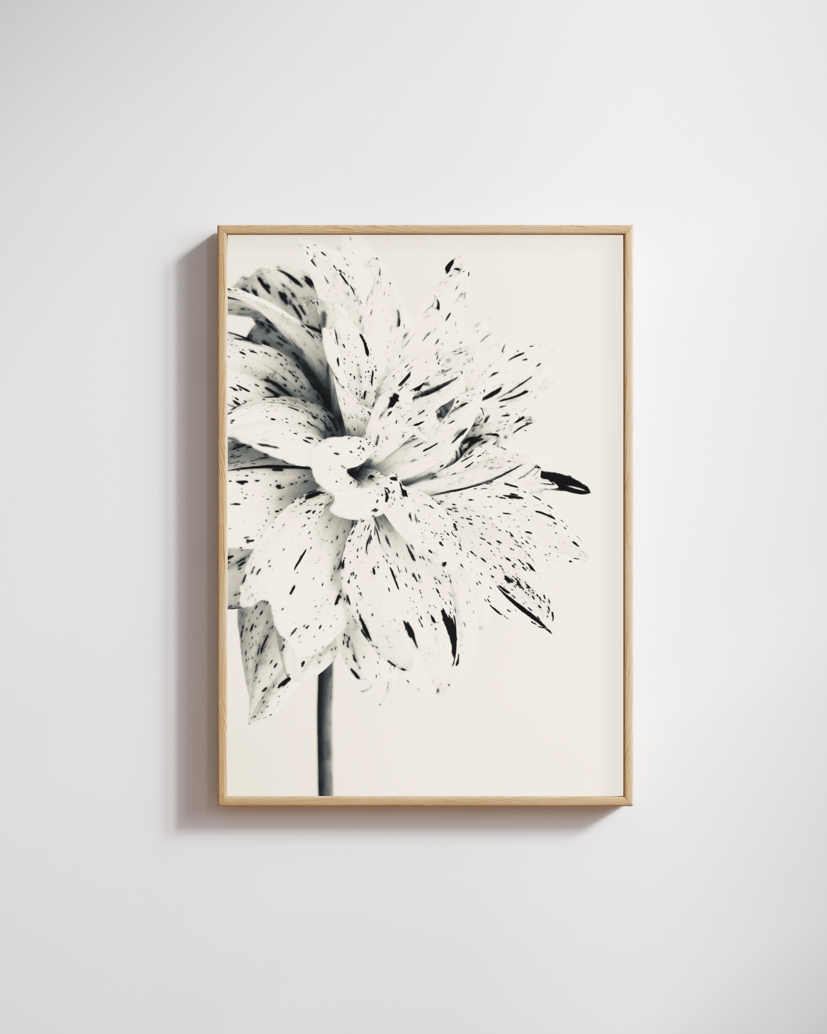 Silver Dahlia Silver Dahlia fine art photography