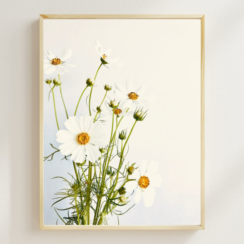 White Cosmos in Bloom White Cosmos in Bloom fine art photography