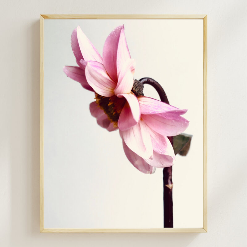 Pink Dahlia Pink Dahlia fine art photography