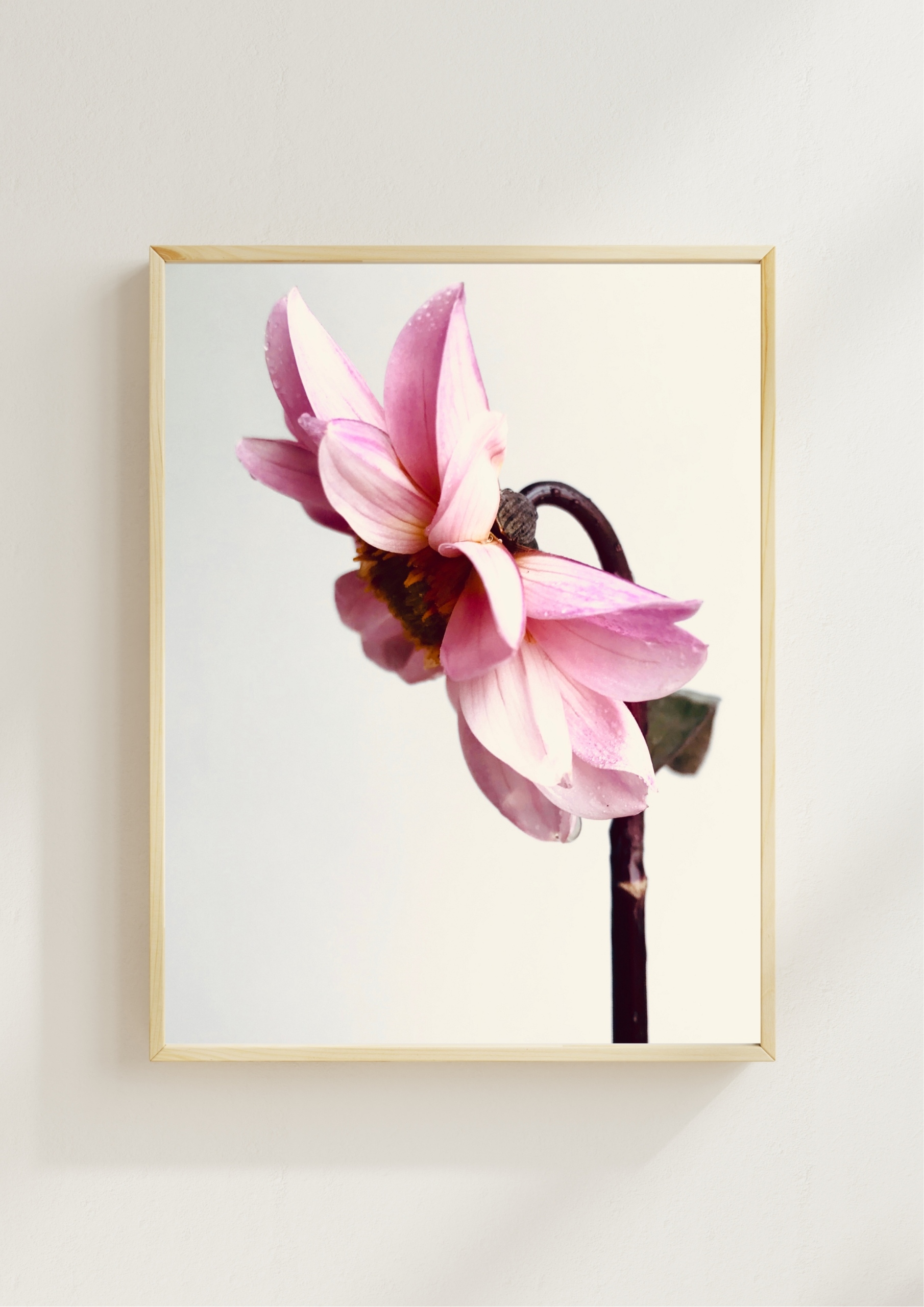 Pink Dahlia fine art photography