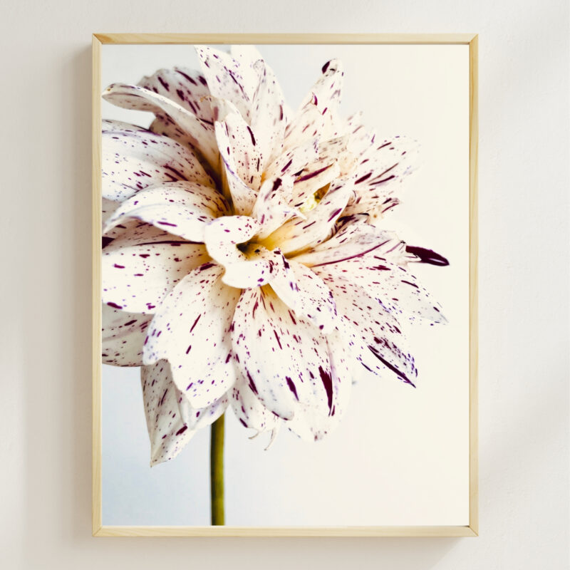Speckled Dahlia Speckled Dahlia fine art photography