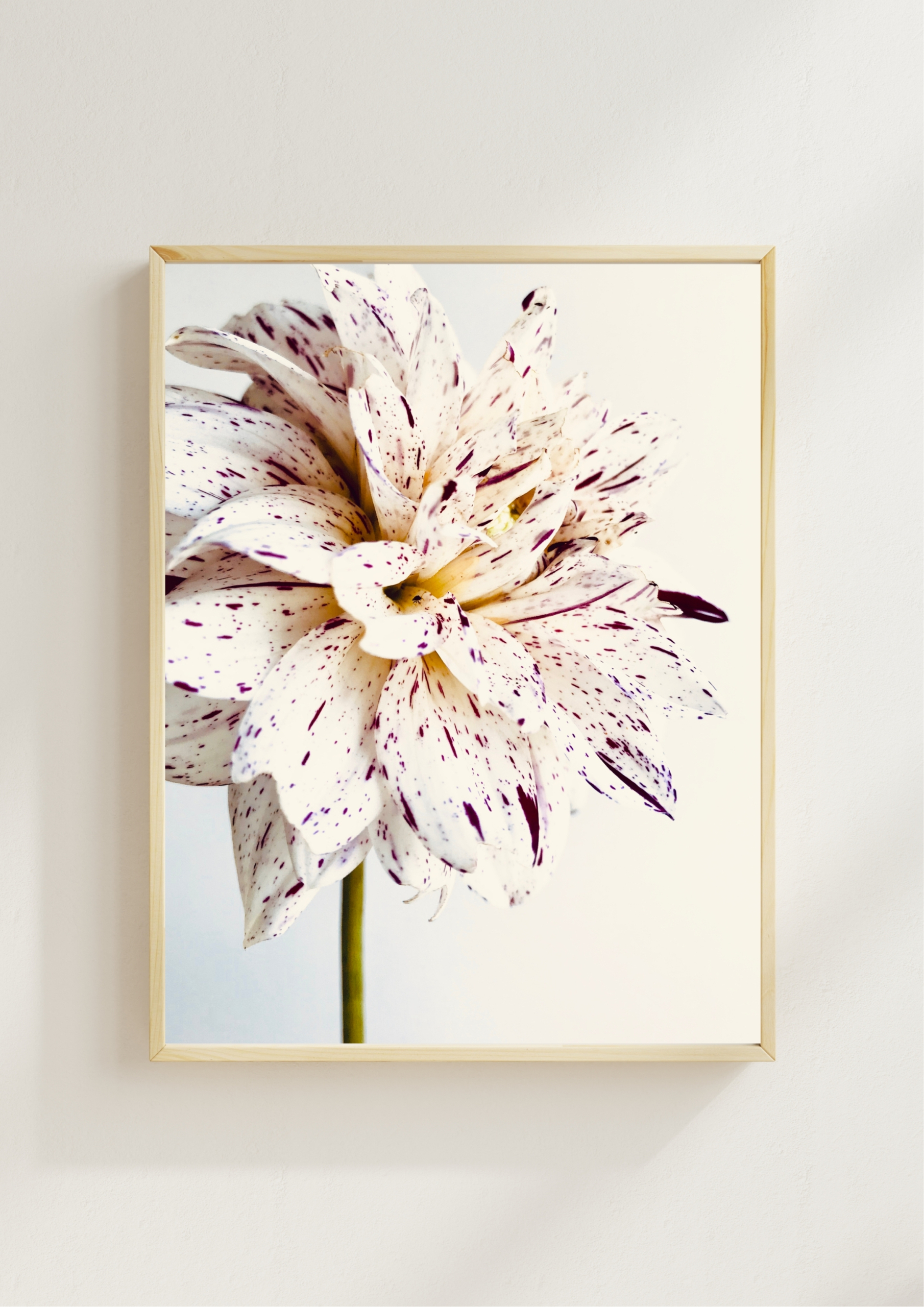 Speckled Dahlia Speckled Dahlia fine art photography