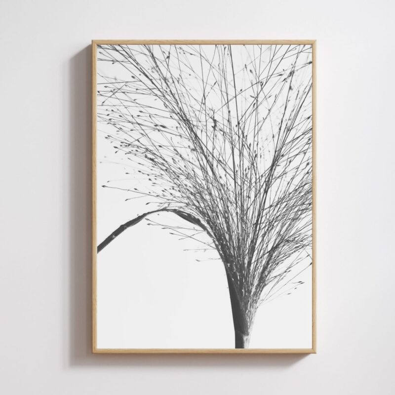 Meadow Script Meadow Script fine art photography