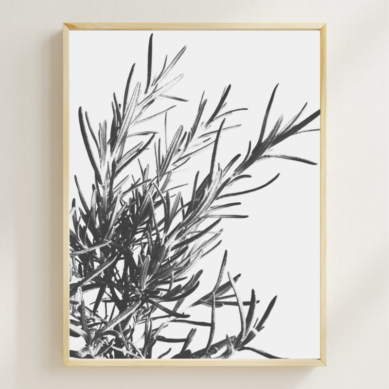 Rosemary Drift Rosemary Drift fine art photography