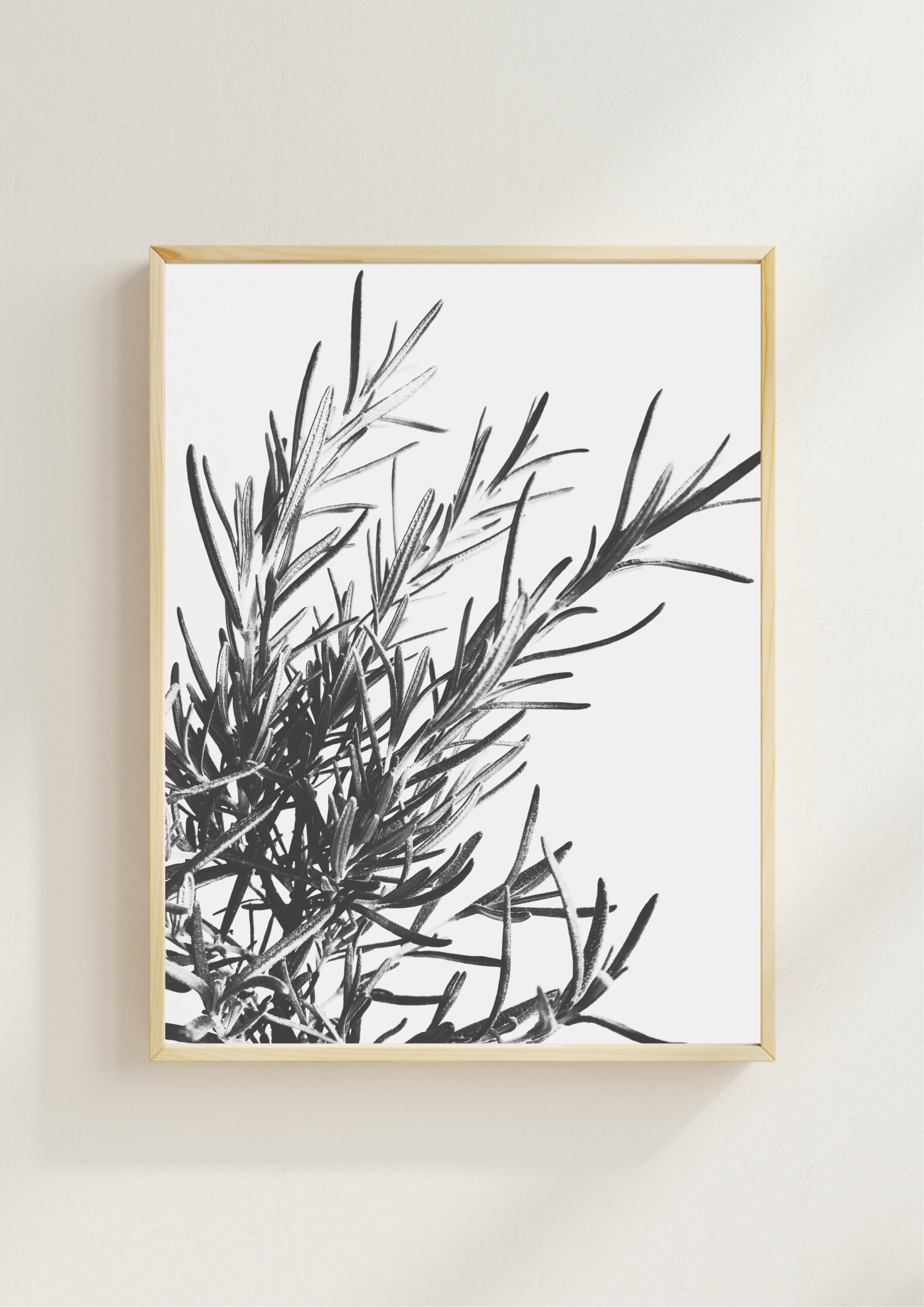 Rosemary Drift Rosemary Drift fine art photography