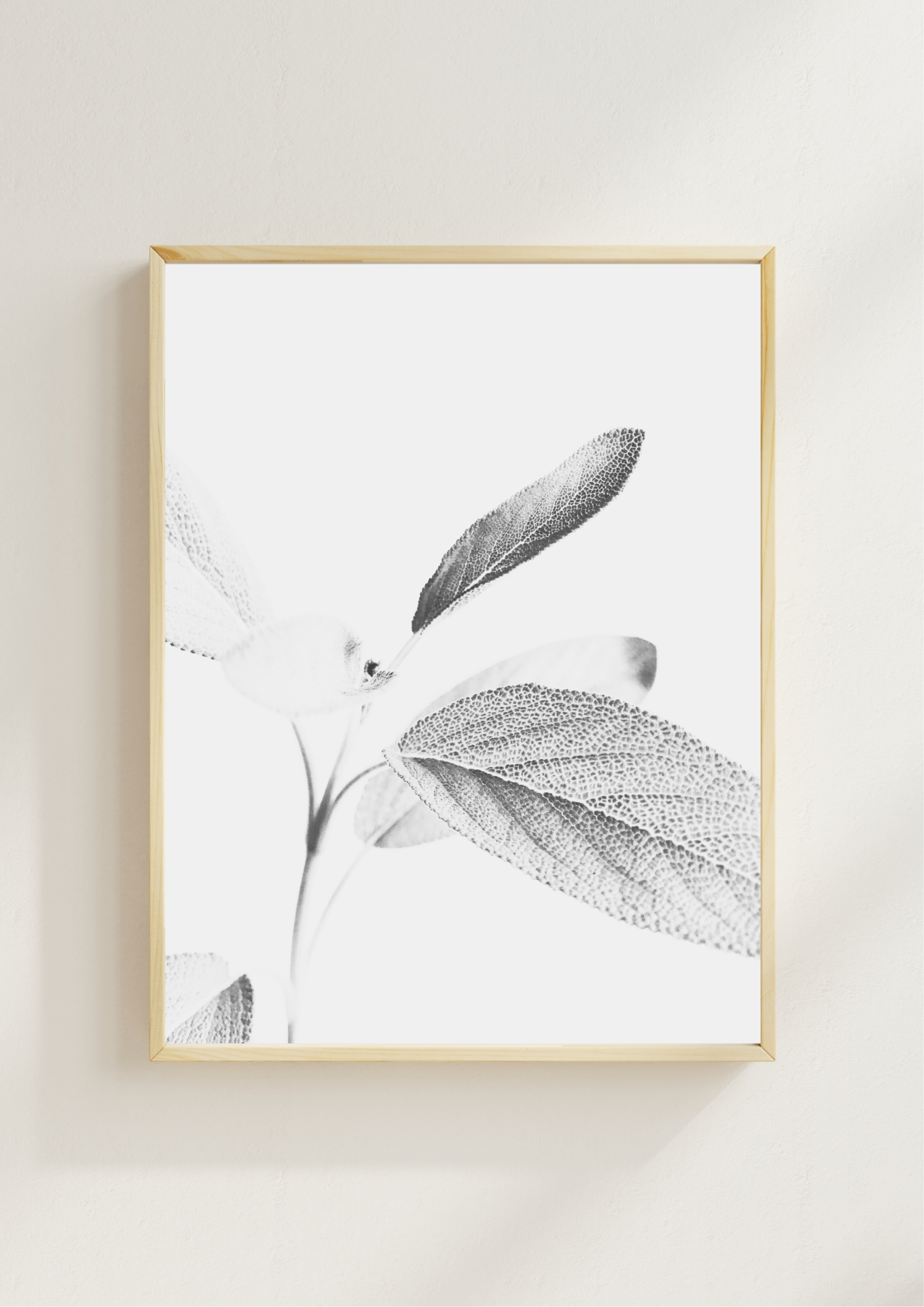 Gentle Sage Gentle Sage fine art photography