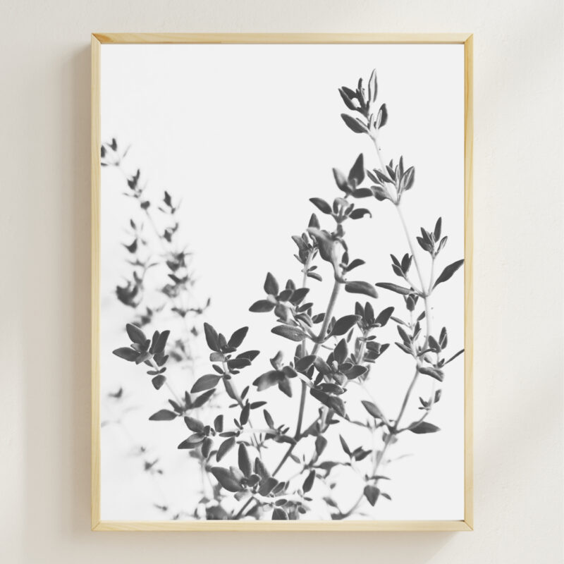 Wandering Thyme Wandering Thyme fine art photography