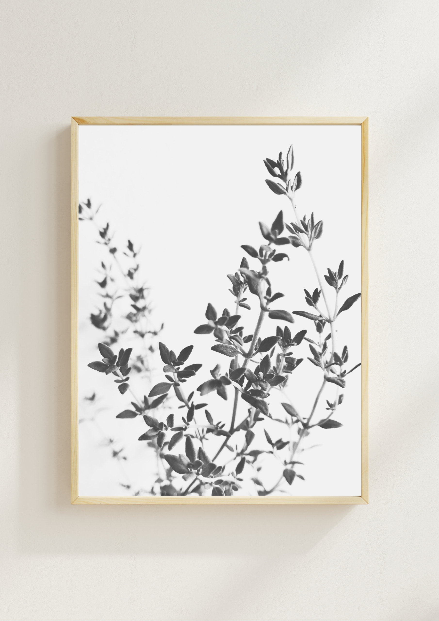 Wandering Thyme Wandering Thyme fine art photography