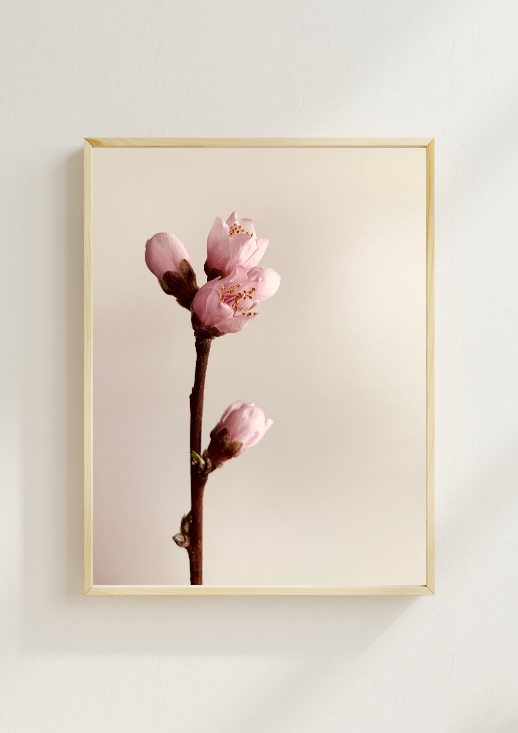 Peach Blossom fine art photography