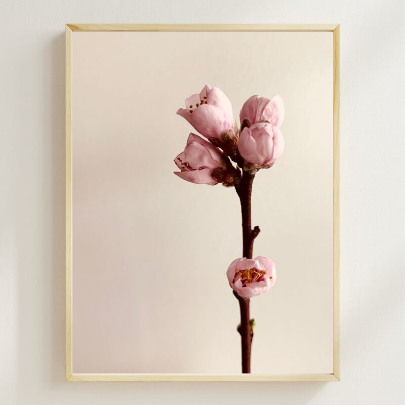 Peach Bloom Peach Bloom fine art photography