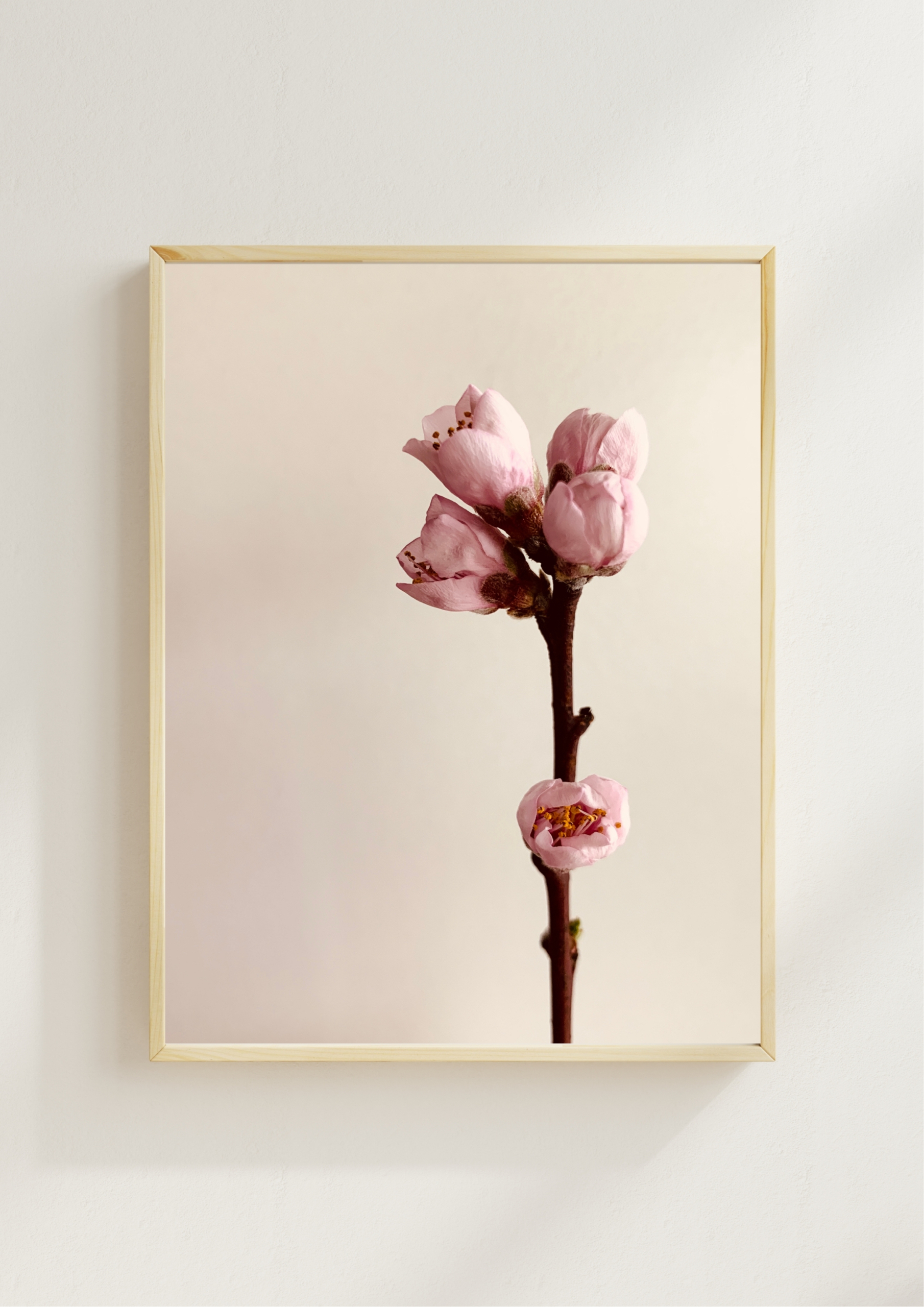 Peach Bloom Peach Bloom fine art photography