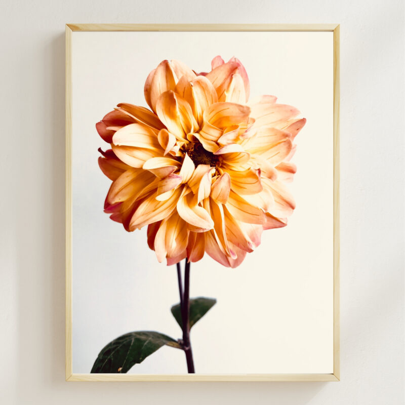 Peach Dahlia Peach Dahlia fine art photography
