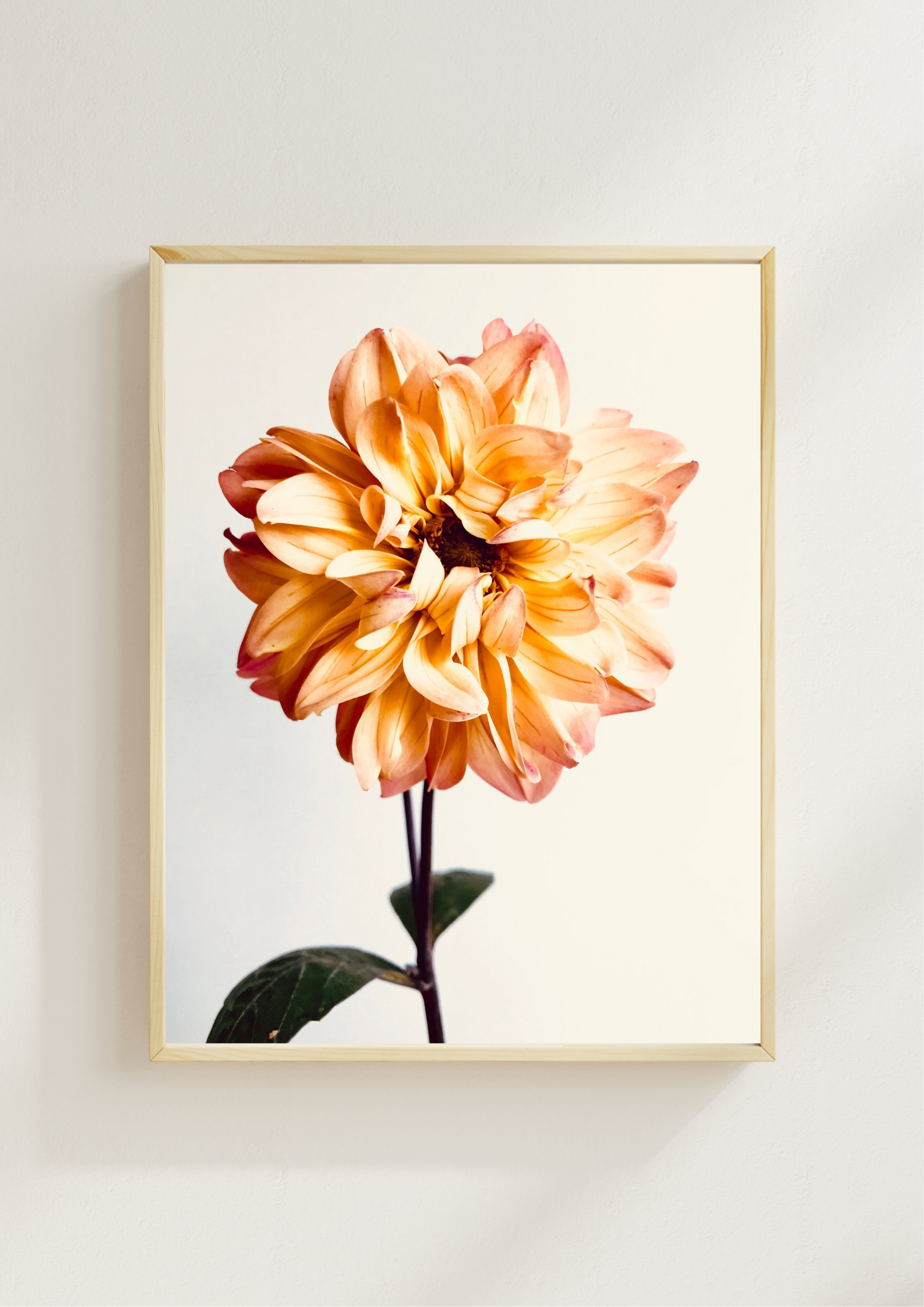 Peach Dahlia fine art photography