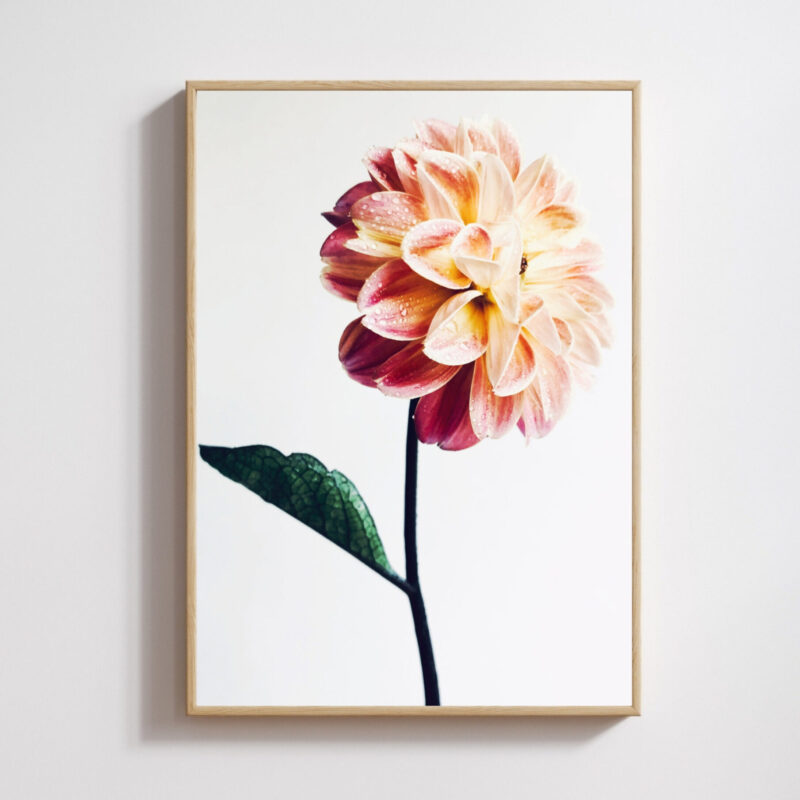 Blush Mist Blush Mist fine art photography