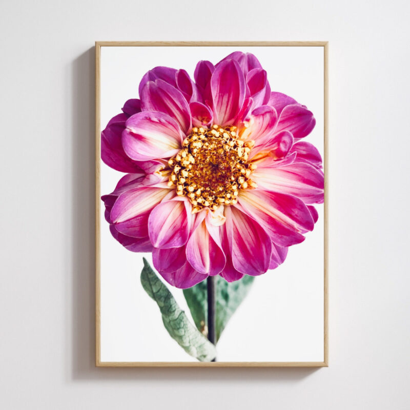 Garden Jewel Garden Jewel fine art photography