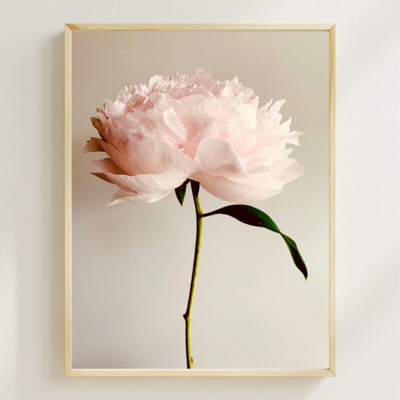 Standing Peony Standing Peony fine art photography