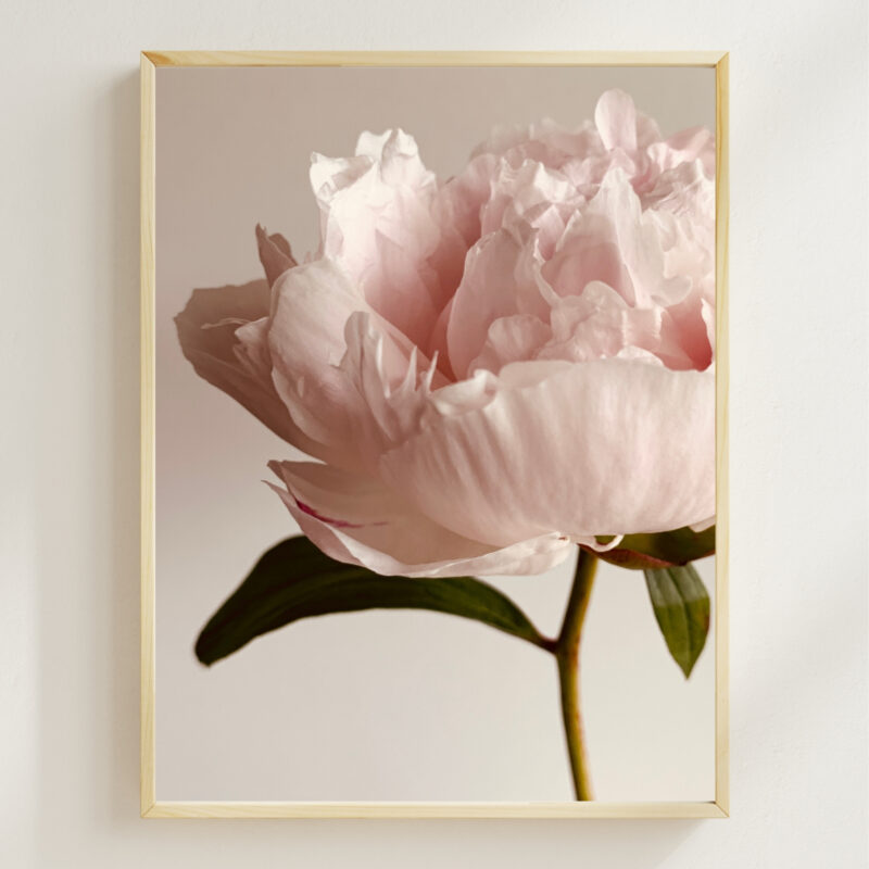 Pink Peony Profile Pink Peony Profile fine art photography