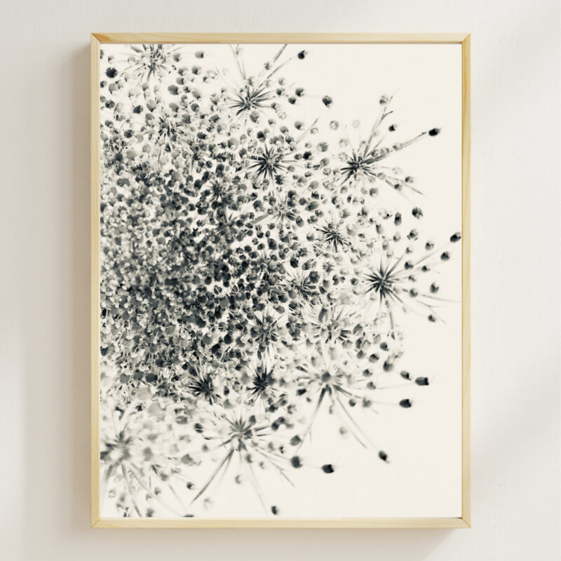 Silver Lace Silver Lace fine art photography