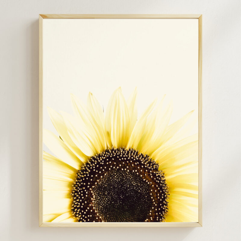 Sunflower Rising Sunflower Rising fine art photography