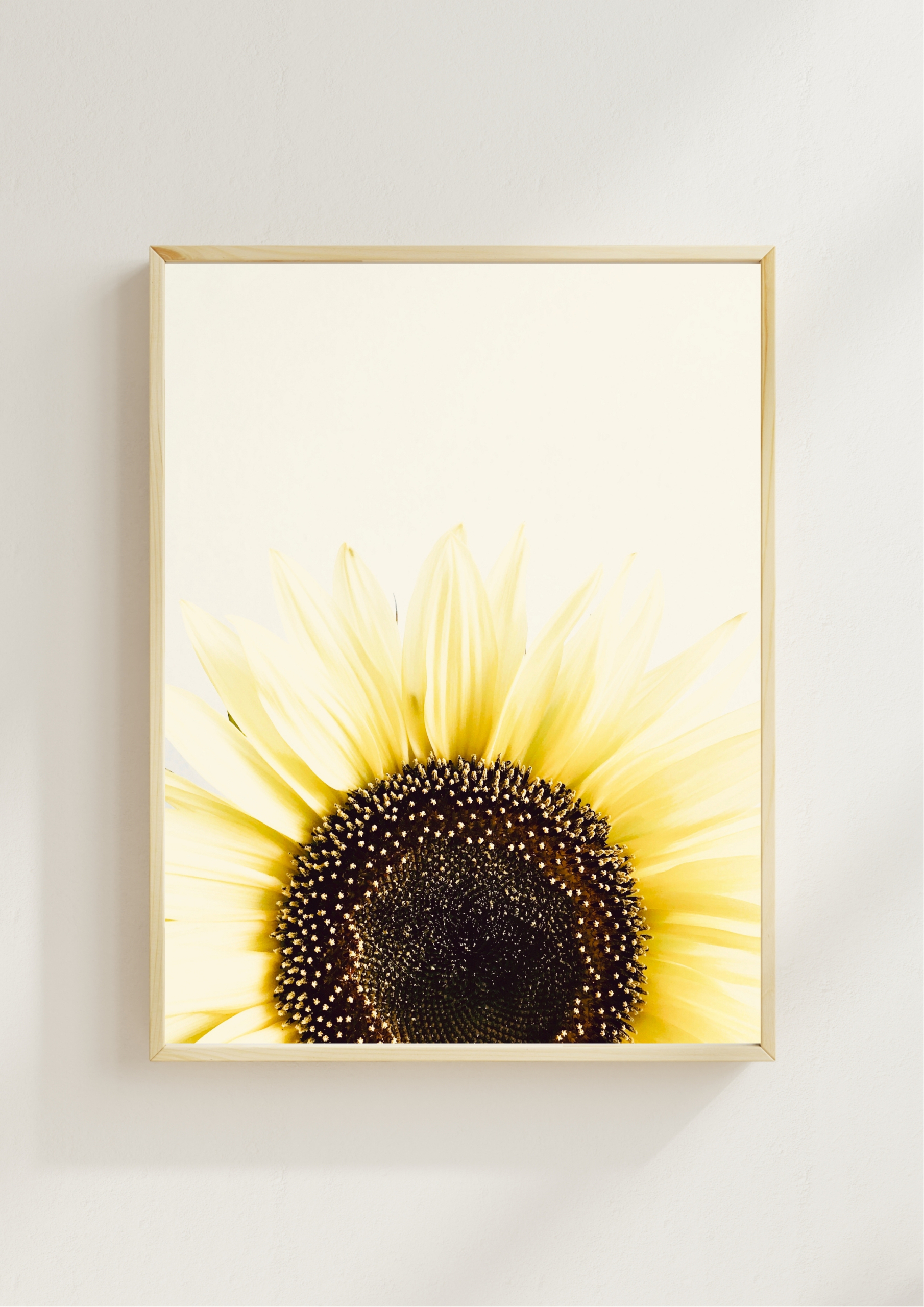 Sunflower Rising fine art photography