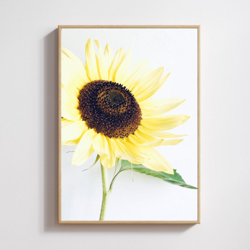 Radiance Radiance fine art photography