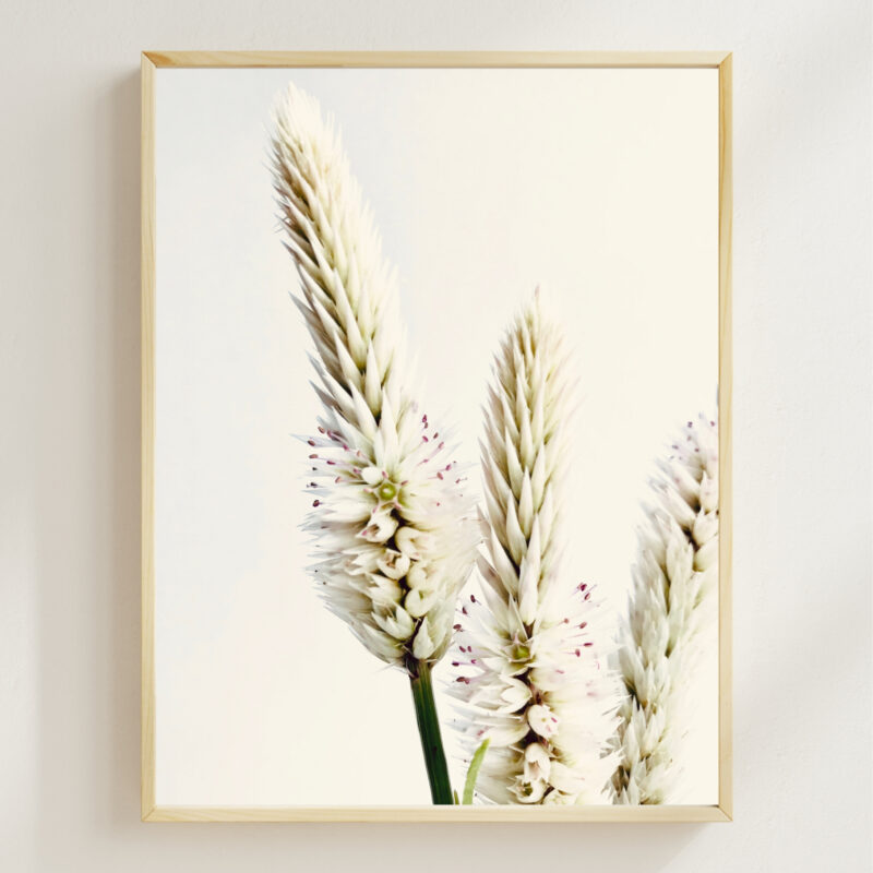 Flamingo Celosia Flamingo Celosia fine art photography