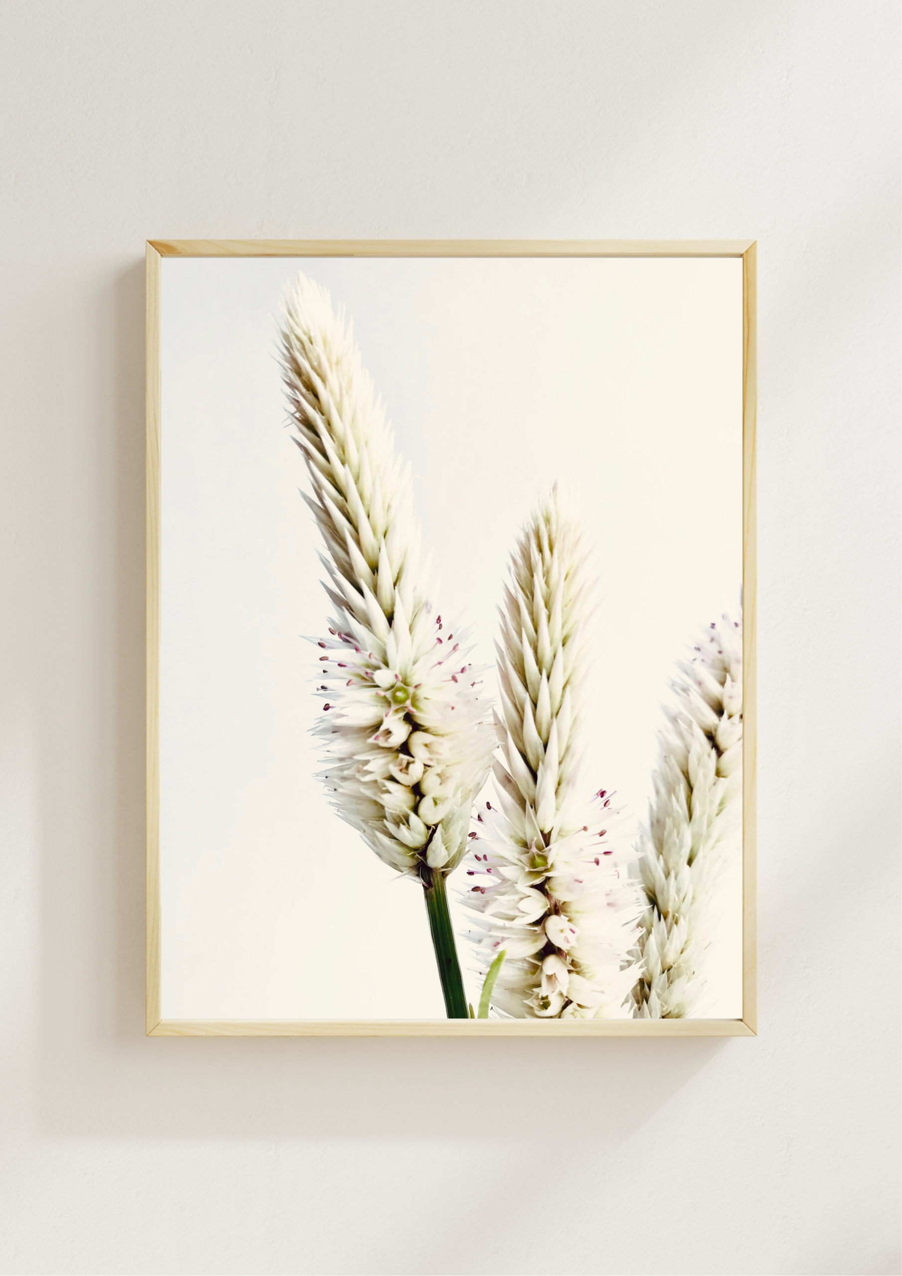 Flamingo Celosia fine art photography