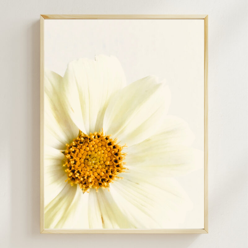 White Cosmos White Cosmos fine art photography