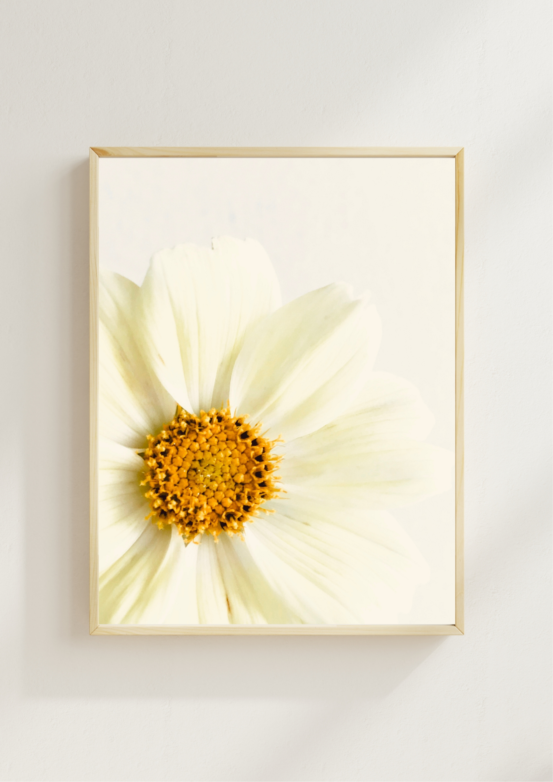 White Cosmos fine art photography