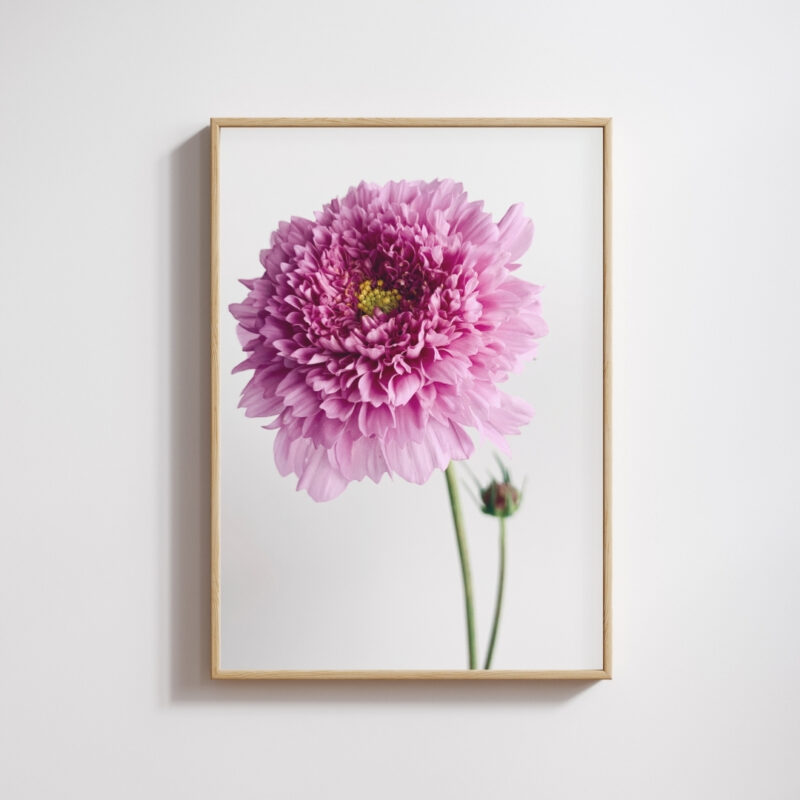 Double Cosmos Bloom Double Cosmos Bloom fine art photography