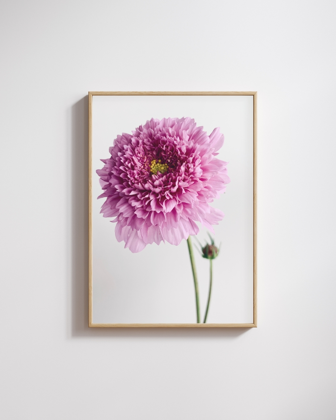 Double Cosmos Bloom Double Cosmos Bloom fine art photography