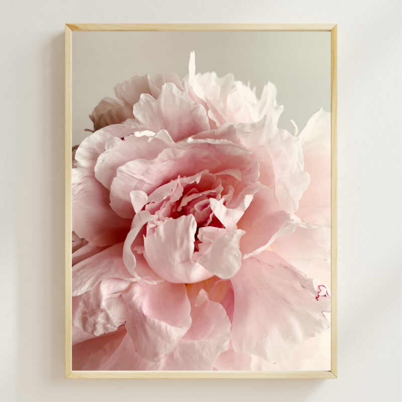 Pink Peony Bloom Pink Peony Bloom fine art photography