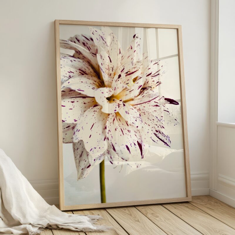 Speckled Dahlia Speckled Dahlia fine art photography