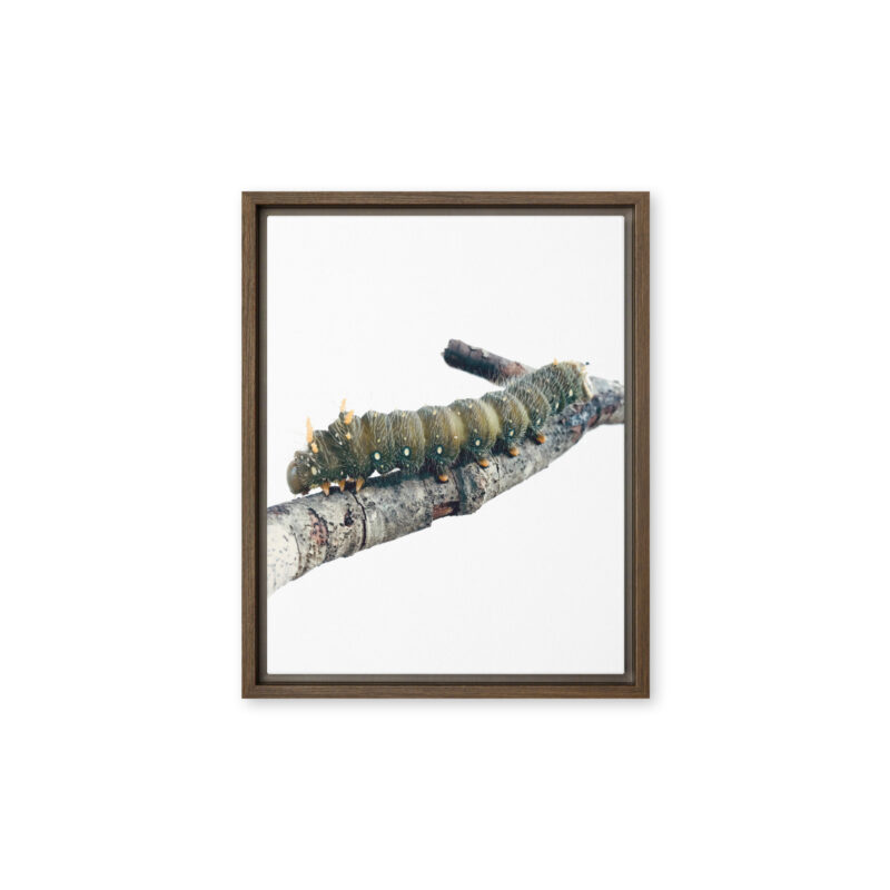 The Intern - Framed Canvas wildlife wall art (front view)