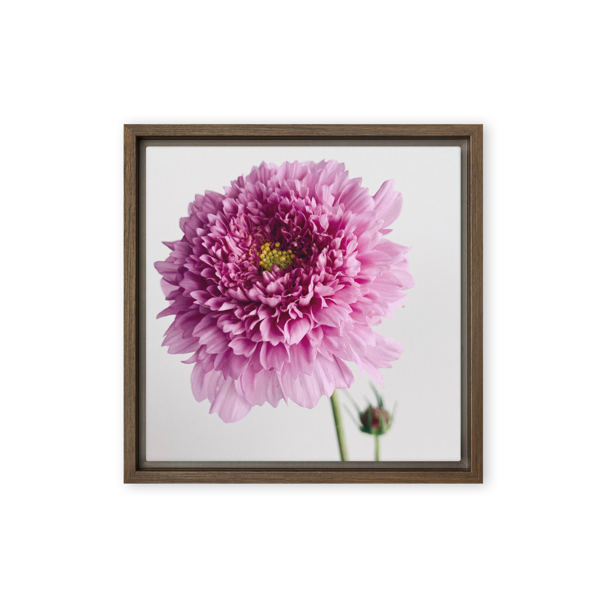 Bright Companion Bright Companion framed canvas art (front view)