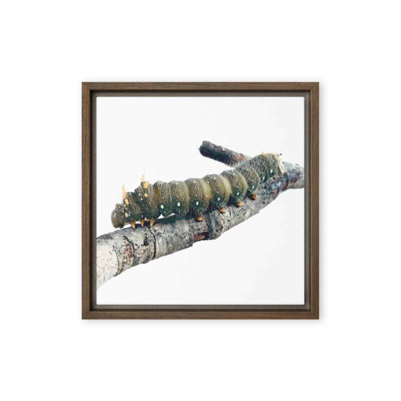 The Intern - Framed Canvas wildlife wall art (front view)