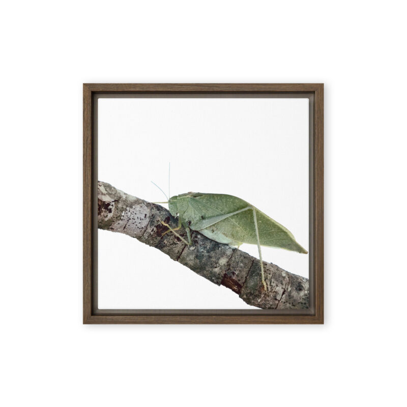 The Analyst - Framed Canvas wildlife wall art (front view)