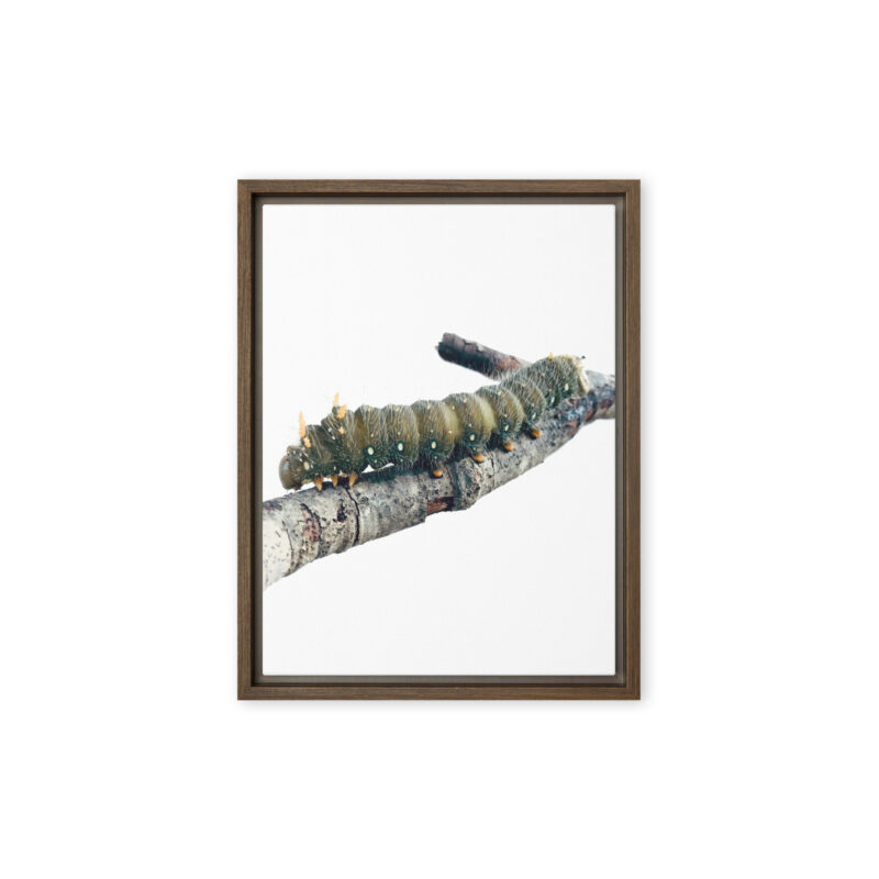 The Intern - Framed Canvas wildlife wall art (front view)