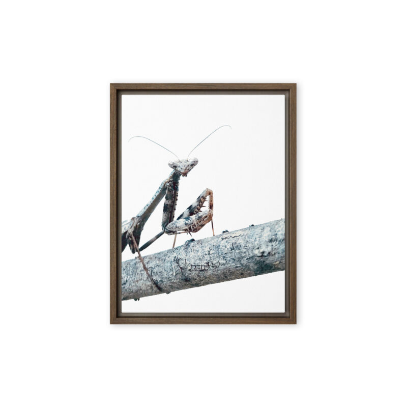 The Executive - Framed Canvas wildlife wall art (front view)