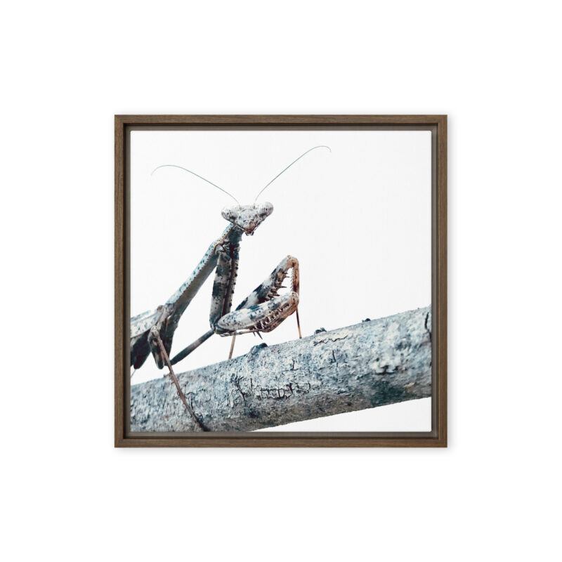 The Executive - Framed Canvas wildlife wall art (front view)