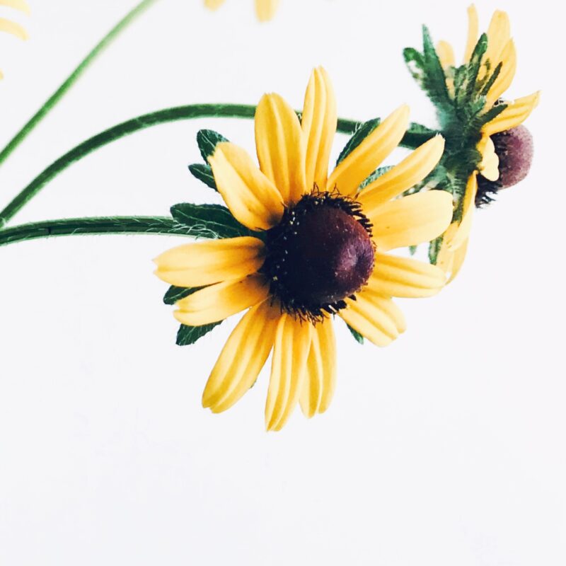 Bright Companions Bright Companions fine art photography