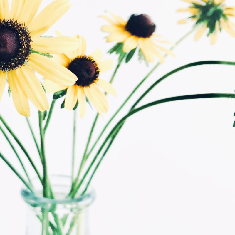 Summer Cluster Summer Cluster fine art photography